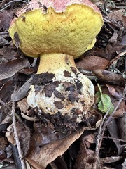 Butyriboletus querciregius