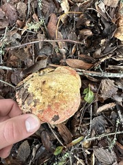 Butyriboletus querciregius