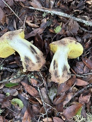 Butyriboletus querciregius
