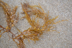 Sargassum horneri