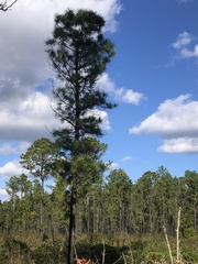 Pinus serotina