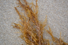 Sargassum horneri
