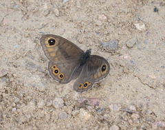 Lasiommata petropolitana