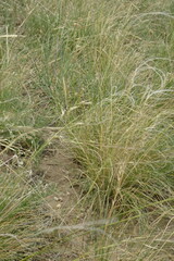 Stipa korshinskyi