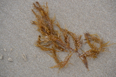 Sargassum horneri