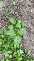 Malvastrum coromandelianum