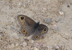 Lasiommata petropolitana