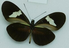 Heliconius himera