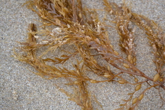 Sargassum horneri