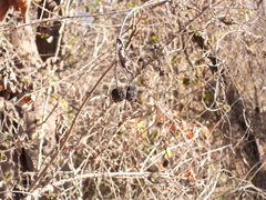 Cephalanthus occidentalis
