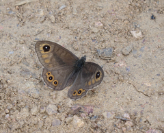 Lasiommata petropolitana