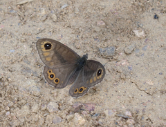 Lasiommata petropolitana