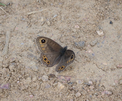 Lasiommata petropolitana