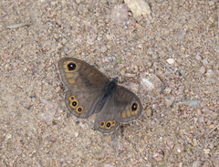 Lasiommata petropolitana