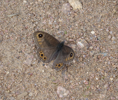Lasiommata petropolitana