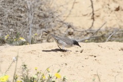 Curruca crassirostris