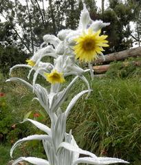 Senecio niveoaureus