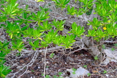 Stenostomum acutatum