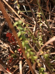 Symphyotrichum walteri