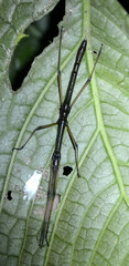 Libethra