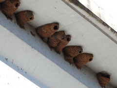 Petrochelidon pyrrhonota