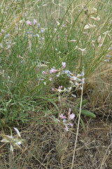 Astragalus tenuifolius