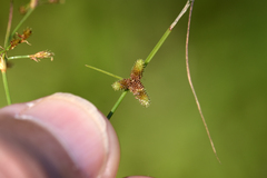 Cyperus subsquarrosus