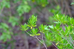 Stenostomum acutatum