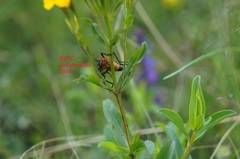 Chauliognathus togatus