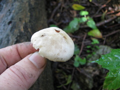 Pluteus pellitus