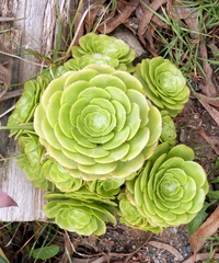 Aeonium arboreum