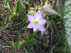 Zephyranthes robusta