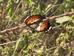 Danaus chrysippus