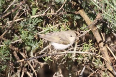 Phylloscopus orientalis