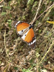 Danaus chrysippus