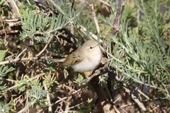Phylloscopus orientalis
