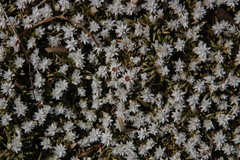 Helichrysum caespititium