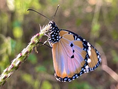 Danaus chrysippus