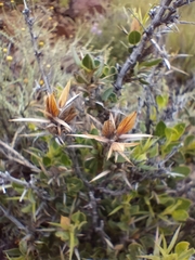 Barleria stimulans