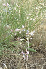 Astragalus tenuifolius