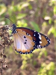 Danaus chrysippus