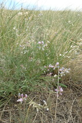 Astragalus tenuifolius