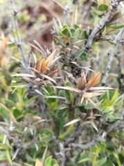 Barleria stimulans