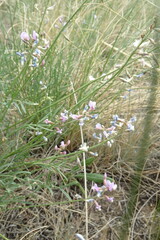 Astragalus tenuifolius