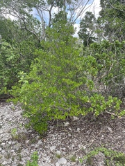 Stenostomum acutatum