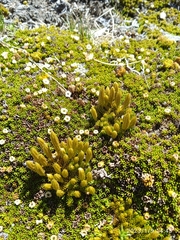 Austrolycopodium fastigiatum