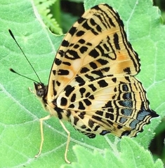 Symbrenthia niphanda