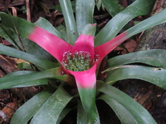 Neoregelia