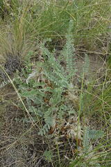 Astragalus testiculatus