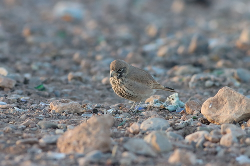 Thick-billed Lark (Ramphocoris clotbey), photo 2